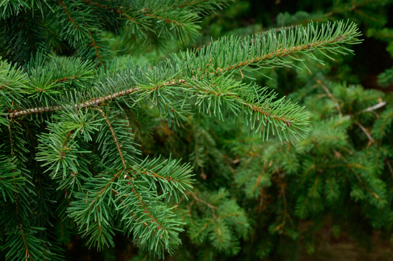 Photo: Douglas-fir branches and needles | Credit: Diego Sanchez, courtesy naturallywood