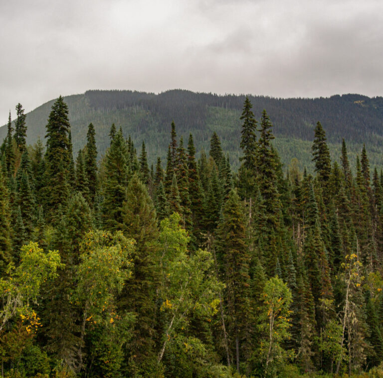 BC Interior mixed forest