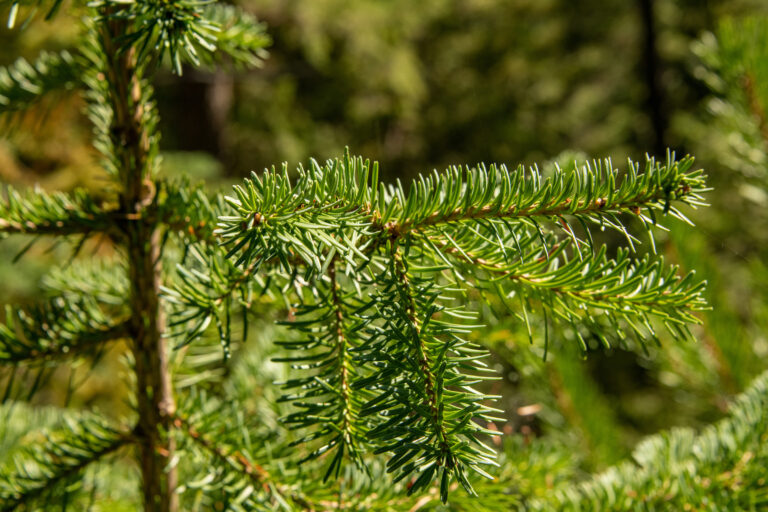 Credit: Michael Bednar, courtesy naturallywood.com