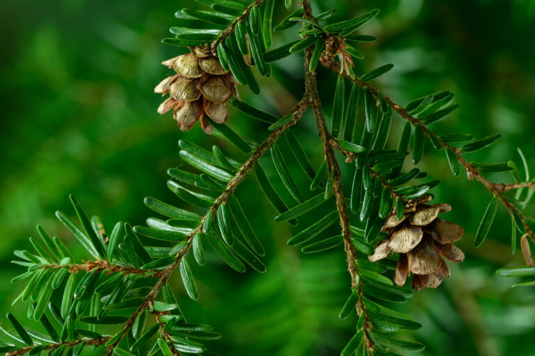 Credit: Diego Sanchez, courtesy naturallywood.com