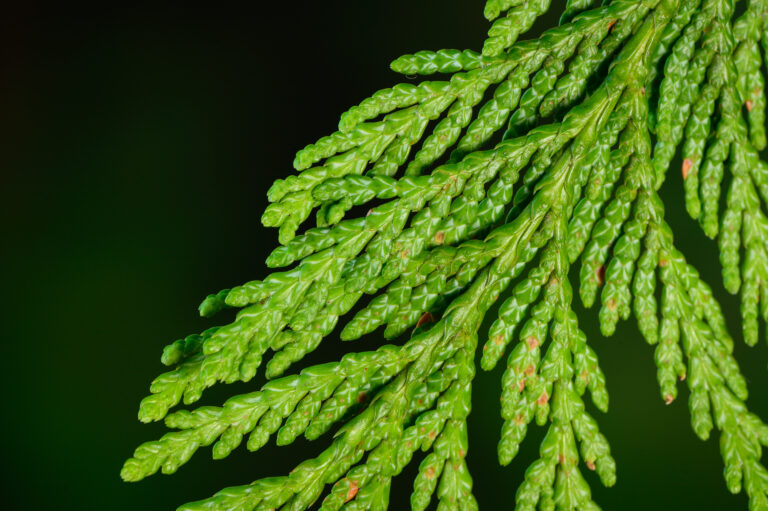 Credit: Diego Sanchez, courtesy naturallywood.com